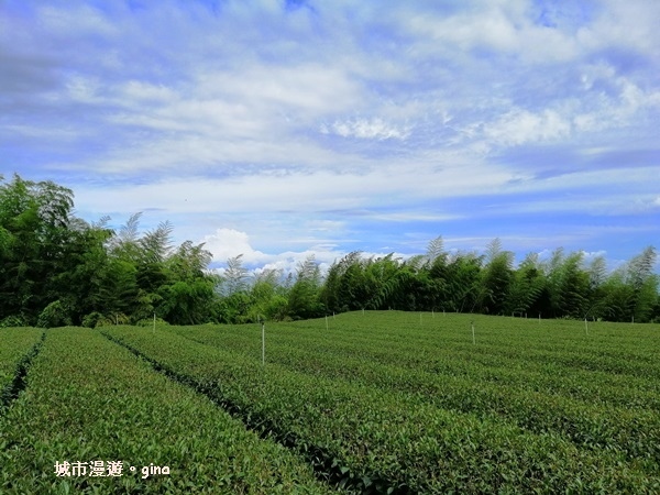 【雲林古坑】360度環景好視野。雲嶺之丘x杉木林步道