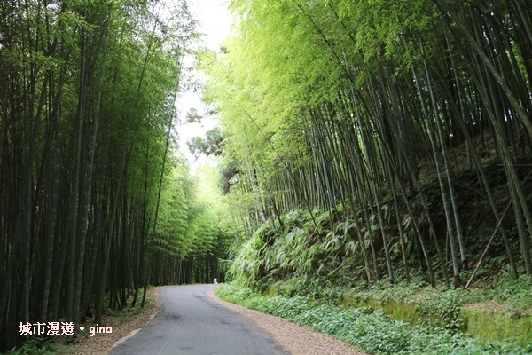 【雲林古坑】360度環景好視野。雲嶺之丘x杉木林步道