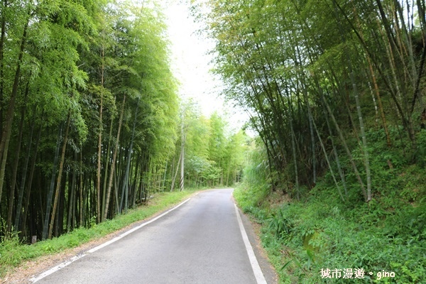 【雲林古坑】360度環景好視野。雲嶺之丘x杉木林步道