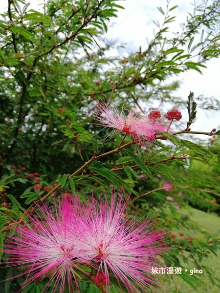 【雲林古坑】360度環景好視野。雲嶺之丘x杉木林步道