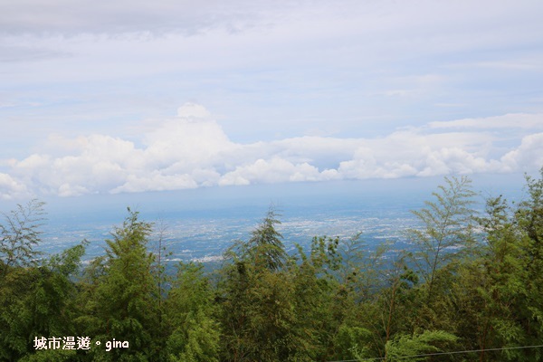 【雲林古坑】360度環景好視野。雲嶺之丘x杉木林步道