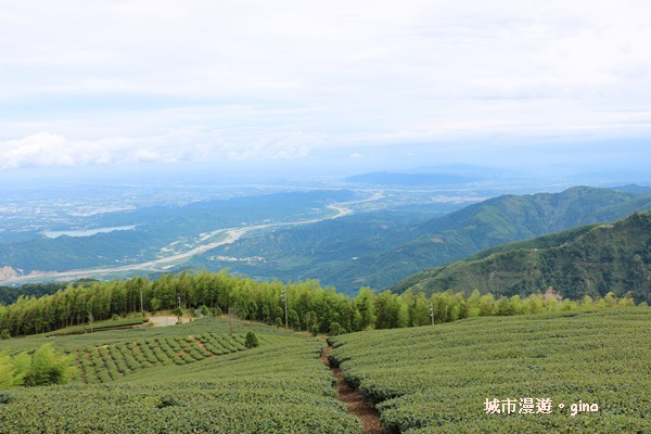 【雲林古坑】360度環景好視野。雲嶺之丘x杉木林步道