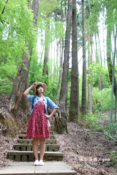 【雲林古坑】360度環景好視野。雲嶺之丘x杉木林步道