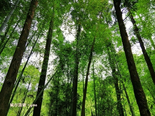 【雲林古坑】純粹的綠卻離不開的目光。五元二角社區遊憩綠廊x竹