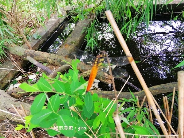 IMG_20190811_131625.jpg