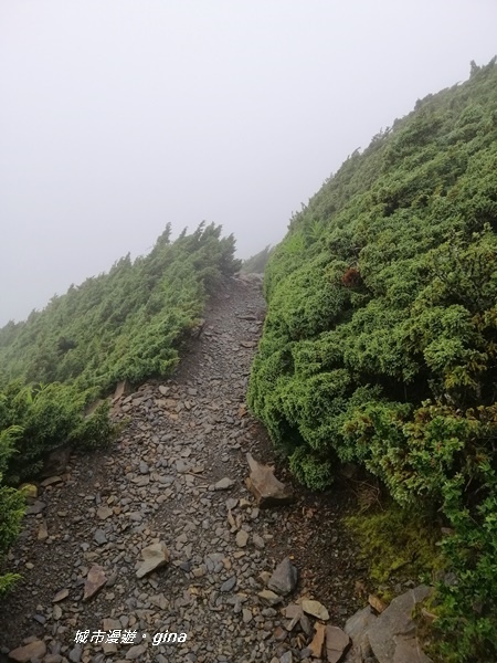 【嘉義。阿里山鄉】站上台灣之巔不只是感動而已。No1台灣百岳