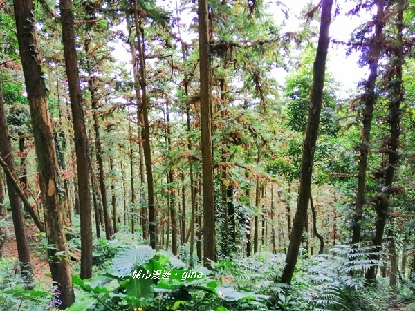 【苗栗頭屋】悠悠古道森林浴。 鳴鳳山遊憩區