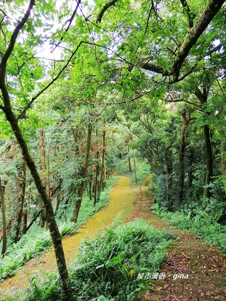 【苗栗頭屋】悠悠古道森林浴。 鳴鳳山遊憩區