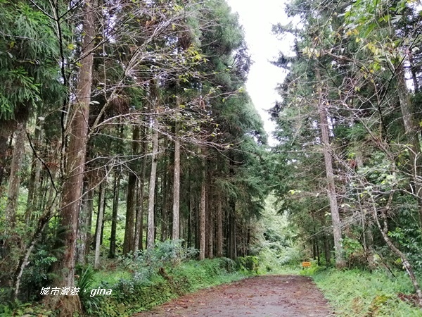 【苗栗南庄】優美山林綠意盎然。 三角湖山 x No32小百岳