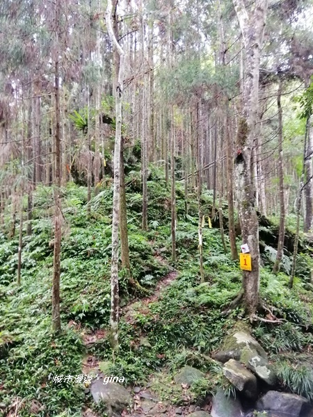 【苗栗南庄】優美山林綠意盎然。 三角湖山 x No32小百岳