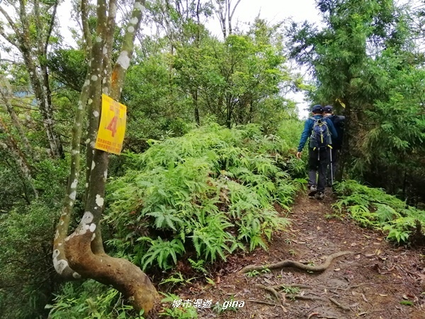 【苗栗南庄】優美山林綠意盎然。 三角湖山 x No32小百岳