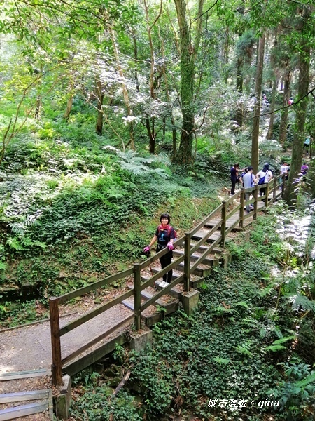 【桃園復興】走入山林森呼吸。 No22小百岳~東眼山 121