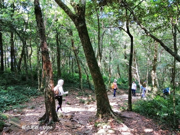 【桃園復興】走入山林森呼吸。 No22小百岳~東眼山 121