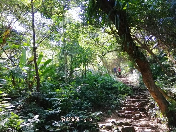 【桃園大溪】古樸山徑綠意盎然。 No23小百岳~溪洲山 57