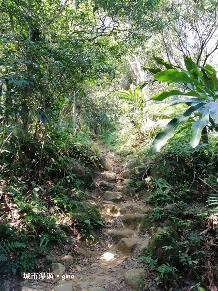 【桃園大溪】古樸山徑綠意盎然。 No23小百岳~溪洲山 57