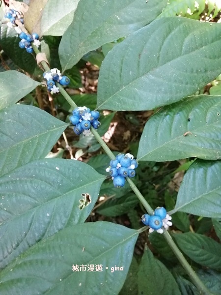 【桃園大溪】古樸山徑綠意盎然。 No23小百岳~溪洲山 57