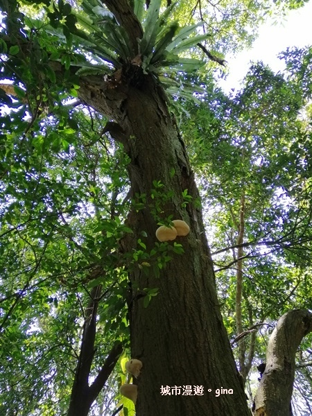 【桃園大溪】古樸山徑綠意盎然。 No23小百岳~溪洲山 57