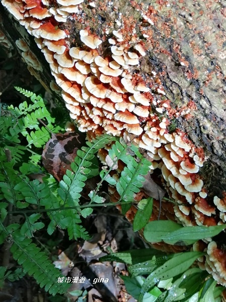 IMG_20191109_111422.jpg IMG_20191109_111422.jpg