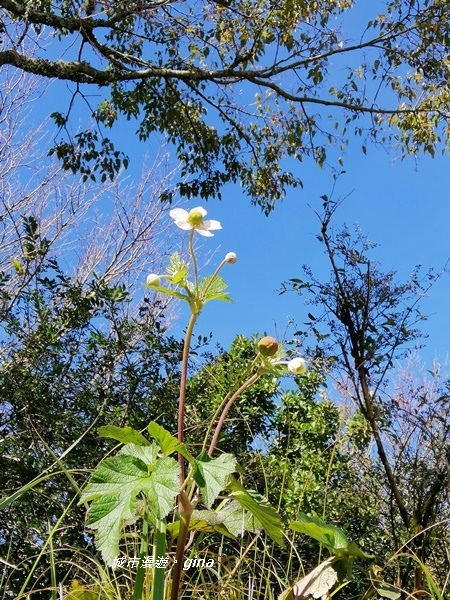 IMG_20191109_130015.jpg IMG_20191109_130015.jpg