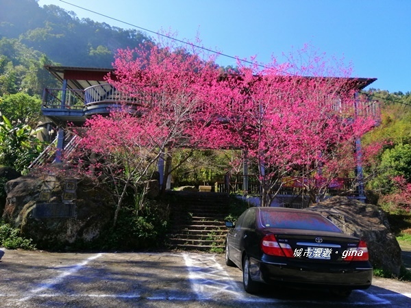 【苗栗大湖】沒有楓的山林依然繽紛。No37小百岳馬那邦山