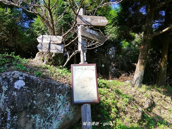 【苗栗大湖】沒有楓的山林依然繽紛。No37小百岳馬那邦山