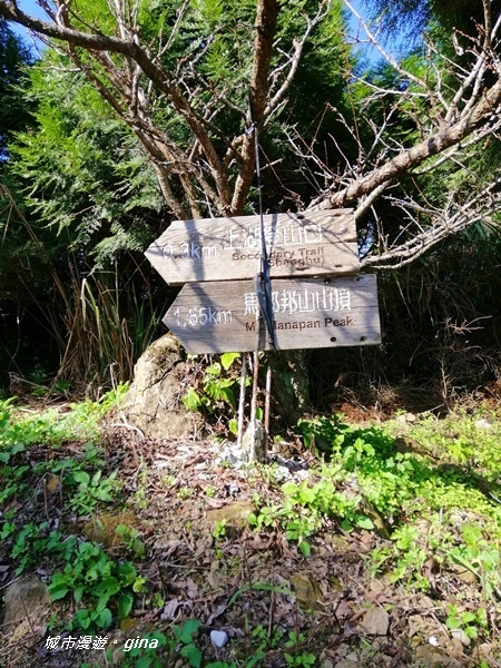 【苗栗大湖】沒有楓的山林依然繽紛。No37小百岳馬那邦山