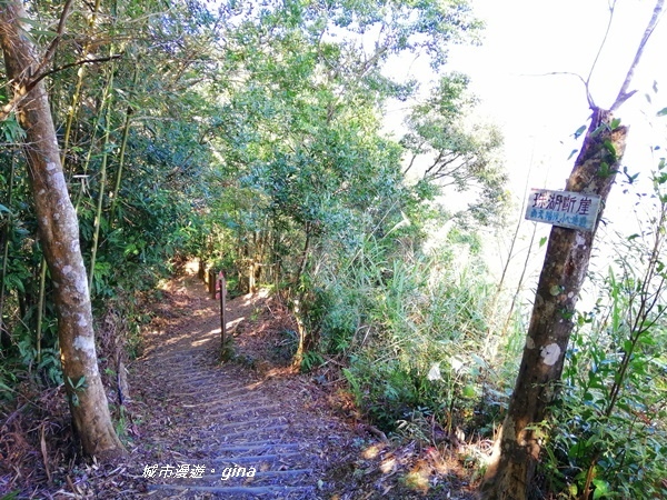 【苗栗大湖】沒有楓的山林依然繽紛。No37小百岳馬那邦山