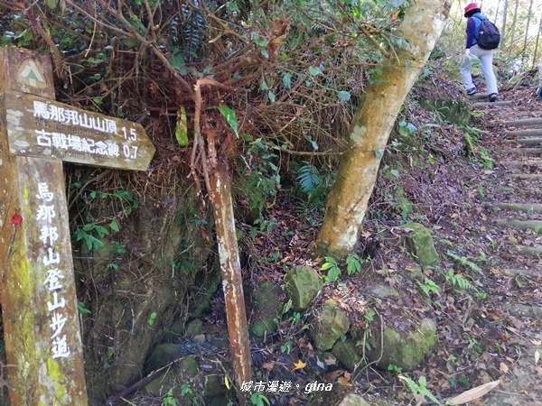 【苗栗大湖】沒有楓的山林依然繽紛。No37小百岳馬那邦山