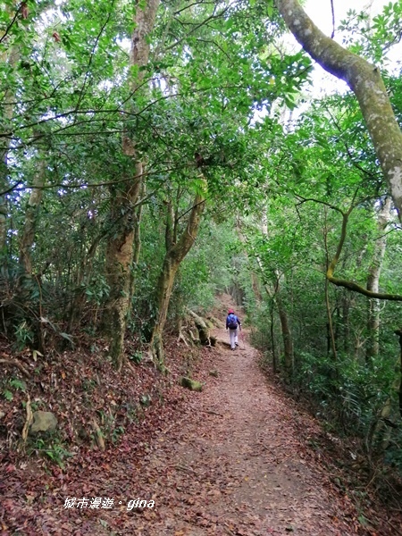 【苗栗大湖】沒有楓的山林依然繽紛。No37小百岳馬那邦山