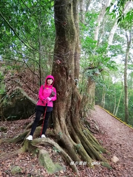 【苗栗大湖】沒有楓的山林依然繽紛。No37小百岳馬那邦山