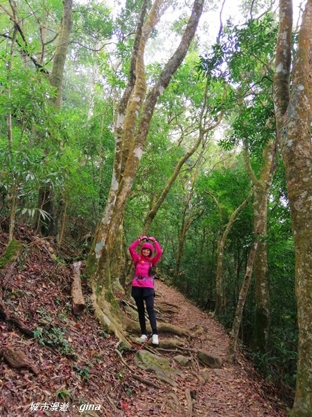 【苗栗大湖】沒有楓的山林依然繽紛。No37小百岳馬那邦山