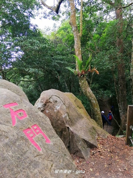 【苗栗大湖】沒有楓的山林依然繽紛。No37小百岳馬那邦山