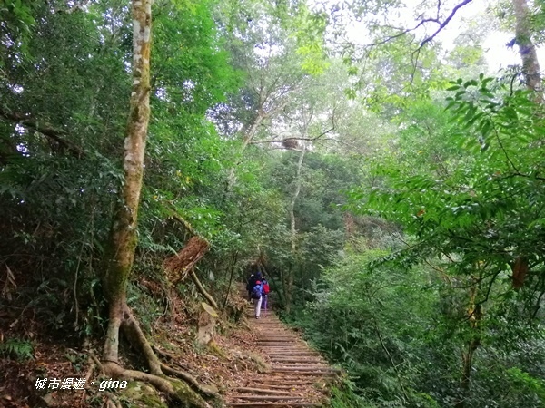 【苗栗大湖】沒有楓的山林依然繽紛。No37小百岳馬那邦山