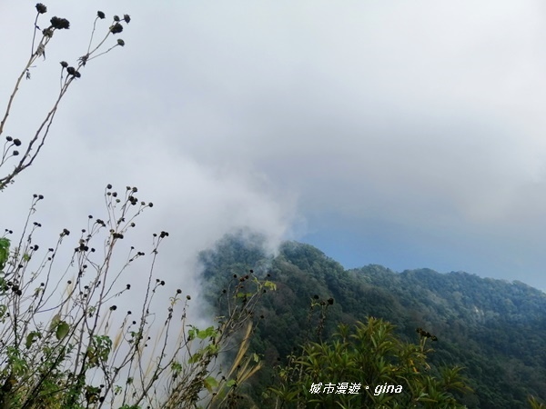 【苗栗大湖】沒有楓的山林依然繽紛。No37小百岳馬那邦山