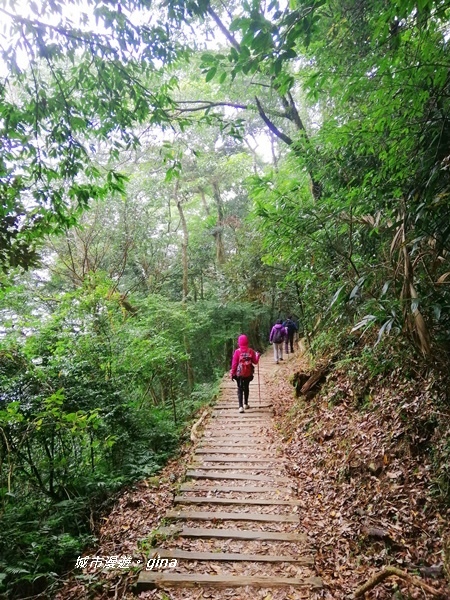 【苗栗大湖】沒有楓的山林依然繽紛。No37小百岳馬那邦山