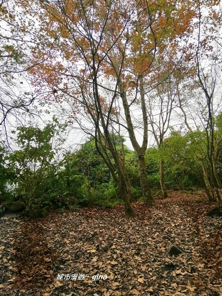 【苗栗大湖】沒有楓的山林依然繽紛。No37小百岳馬那邦山