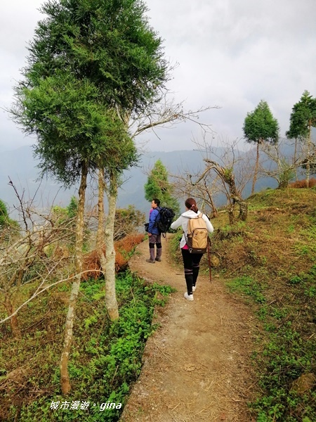 【苗栗大湖】沒有楓的山林依然繽紛。No37小百岳馬那邦山