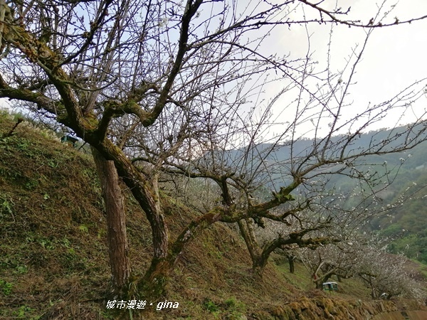 【苗栗大湖】沒有楓的山林依然繽紛。No37小百岳馬那邦山