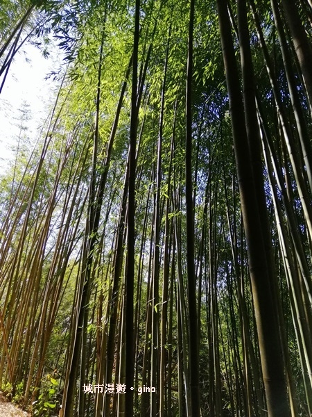 【新竹尖石】櫻為妳相遇森林巨木群。 司馬庫斯巨木群步道x櫻花