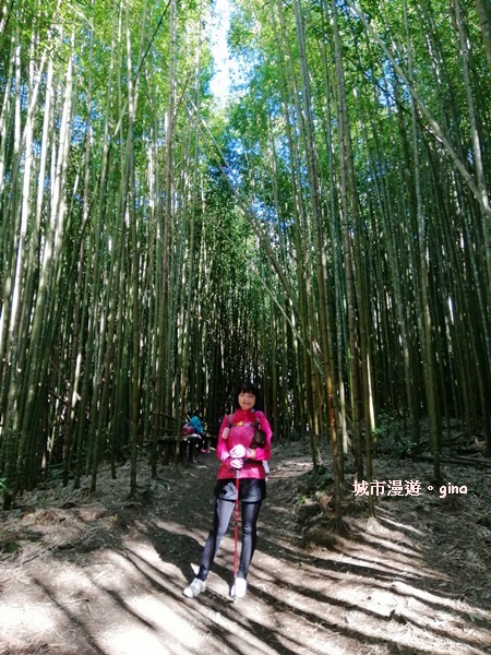 【新竹尖石】櫻為妳相遇森林巨木群。 司馬庫斯巨木群步道x櫻花