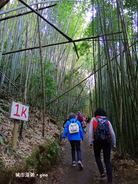 【新竹尖石】櫻為妳相遇森林巨木群。 司馬庫斯巨木群步道x櫻花