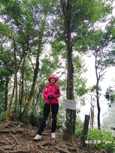 【新竹北埔】蓊鬱山林。No30小百岳~五指山~五連峰 106