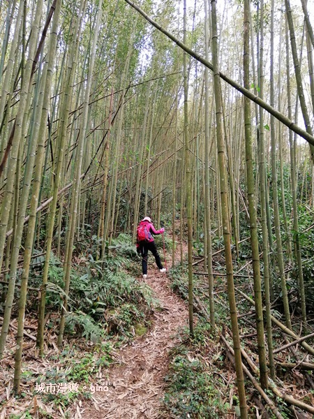 【新竹北埔】蓊鬱山林。No30小百岳~五指山~五連峰 106