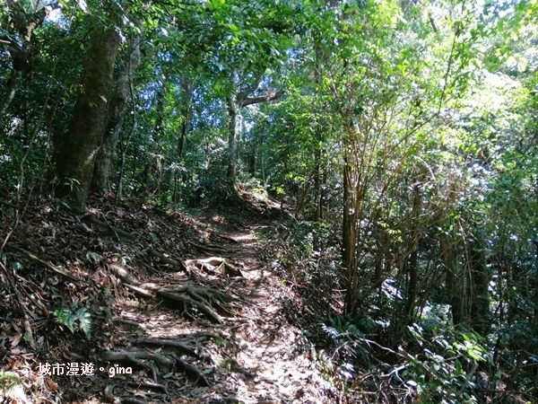 【新竹北埔】蓊鬱山林。No30小百岳~五指山~五連峰 106