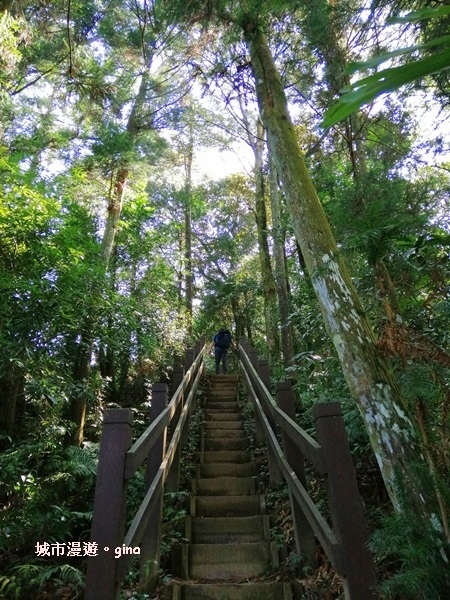 【新竹北埔】蓊鬱山林。No30小百岳~五指山~五連峰 106