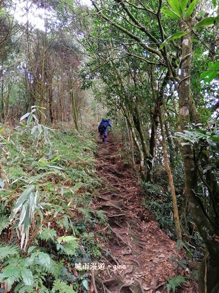 【新竹北埔】蓊鬱山林。No30小百岳~五指山~五連峰 106