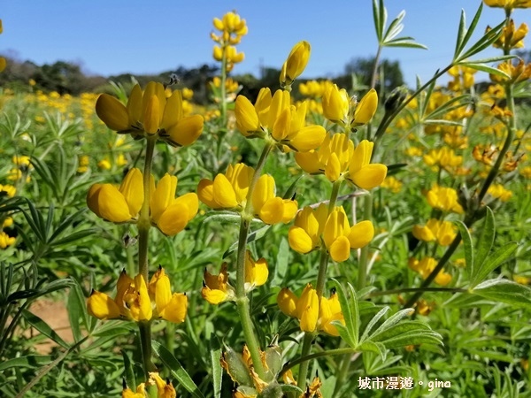 【桃園龍潭】魯冰花遍布茶園之美。 大北坑2020戀戀魯冰花季