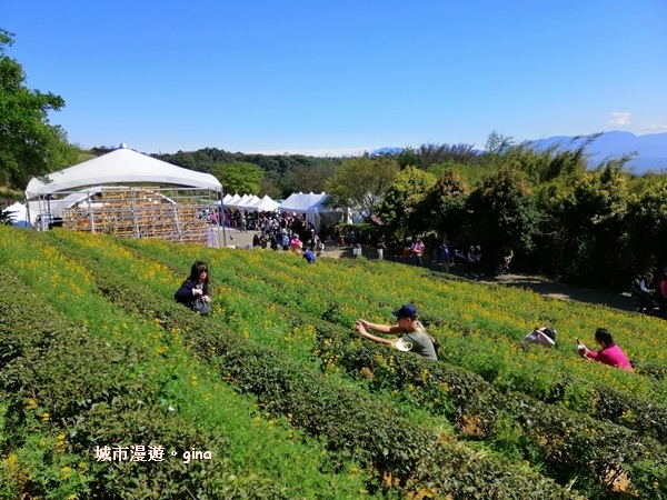 【桃園龍潭】魯冰花遍布茶園之美。 大北坑2020戀戀魯冰花季