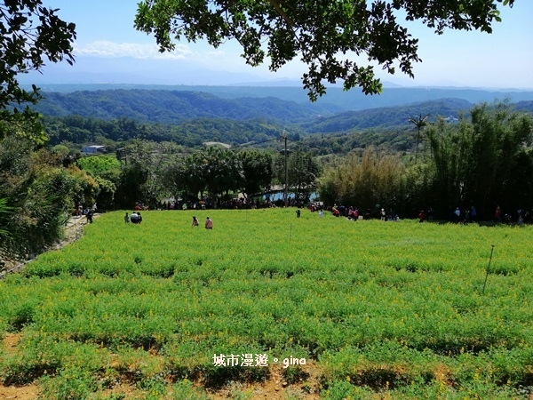 【桃園龍潭】魯冰花遍布茶園之美。 大北坑2020戀戀魯冰花季