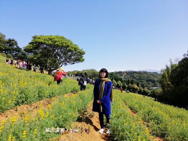 【桃園龍潭】魯冰花遍布茶園之美。 大北坑2020戀戀魯冰花季